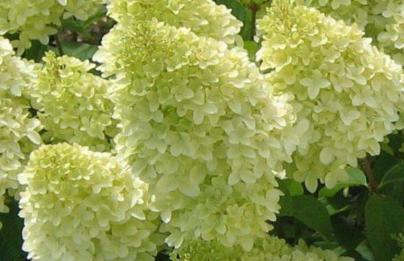 Hortenzie latnatá 'Magical Candle' - Hydrangea paniculata 'Magical Candle'