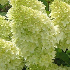 Hortenzie latnatá 'Magical Candle' - Hydrangea paniculata 'Magical Candle'