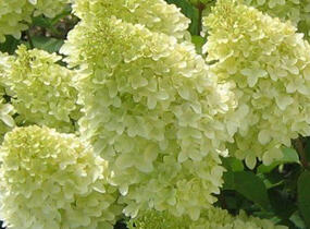 Hortenzie latnatá 'Magical Candle' - Hydrangea paniculata 'Magical Candle'