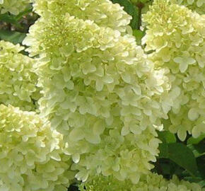 Hortenzie latnatá 'Magical Candle' - Hydrangea paniculata 'Magical Candle'