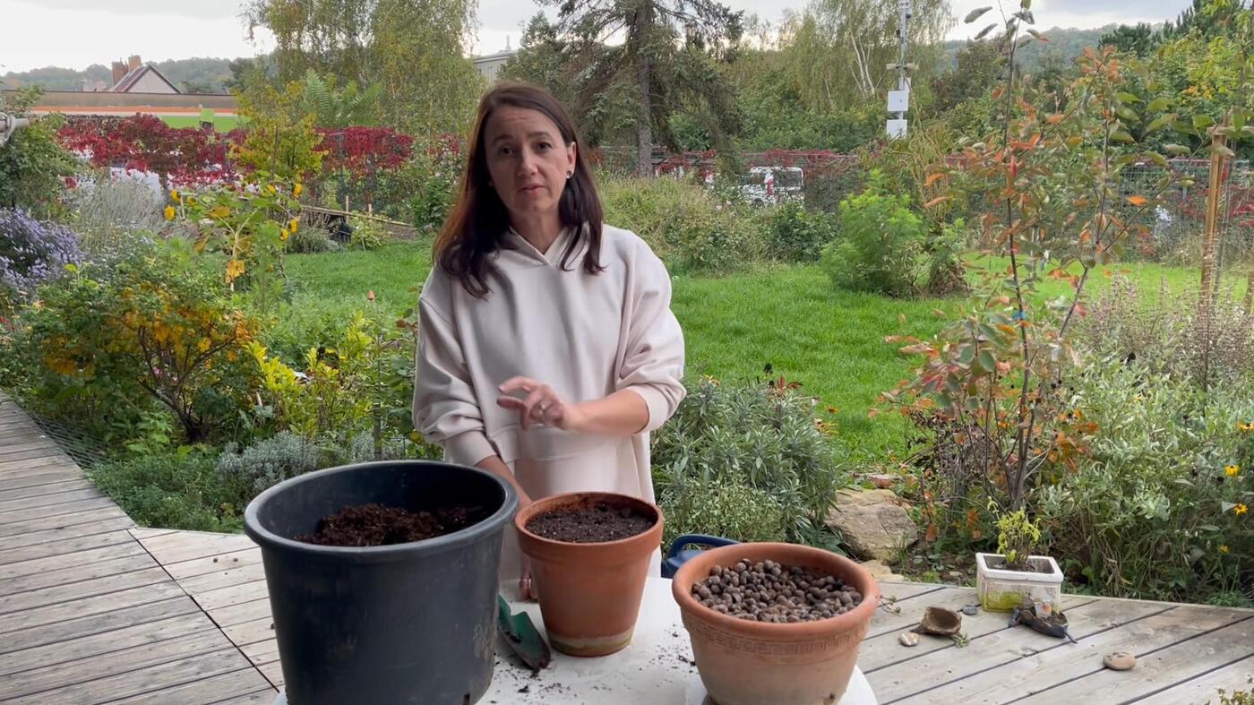 cibule do květináče