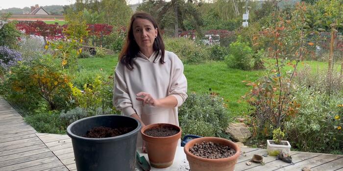 cibule do květináče