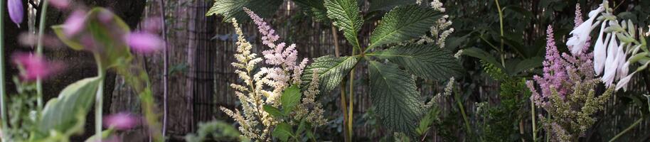 stinný kout v zahradě