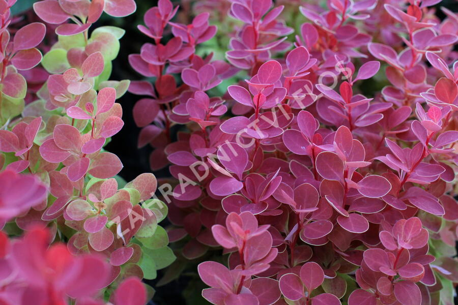 Dřišťál Thunbergův 'Orange Ice' - Berberis thunbergii 'Orange Ice'