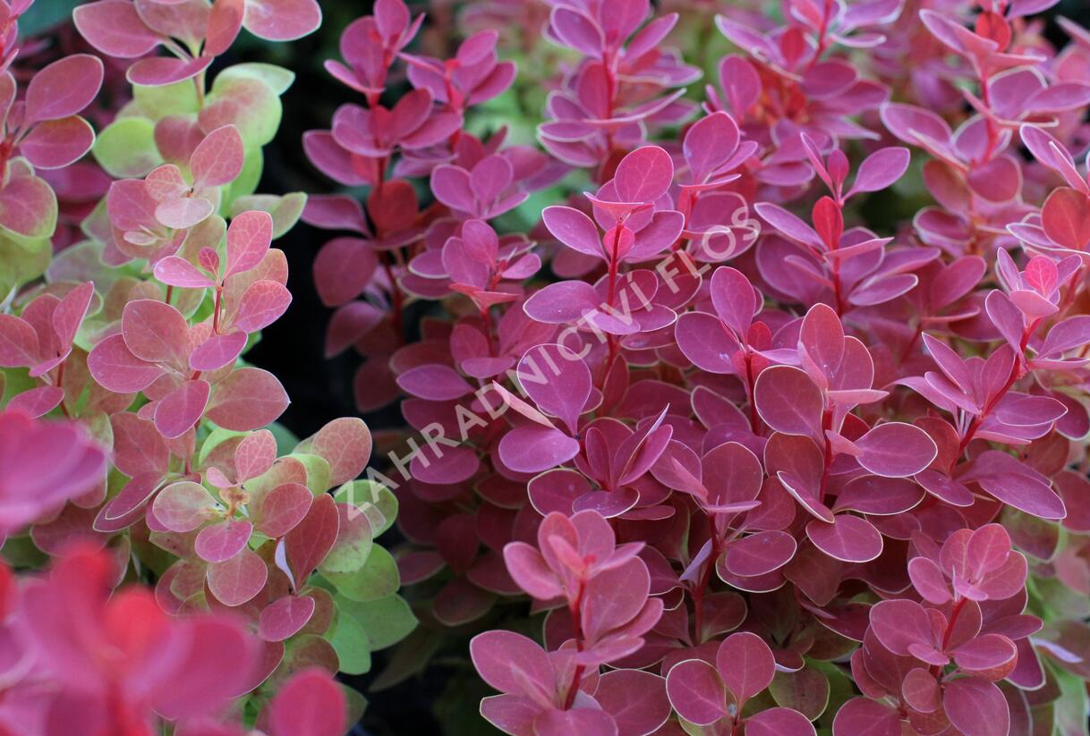 Dřišťál Thunbergův 'Orange Ice' - Berberis thunbergii 'Orange Ice'