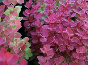 Dřišťál Thunbergův 'Orange Ice' - Berberis thunbergii 'Orange Ice'