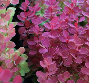 Dřišťál Thunbergův 'Orange Ice' - Berberis thunbergii 'Orange Ice'