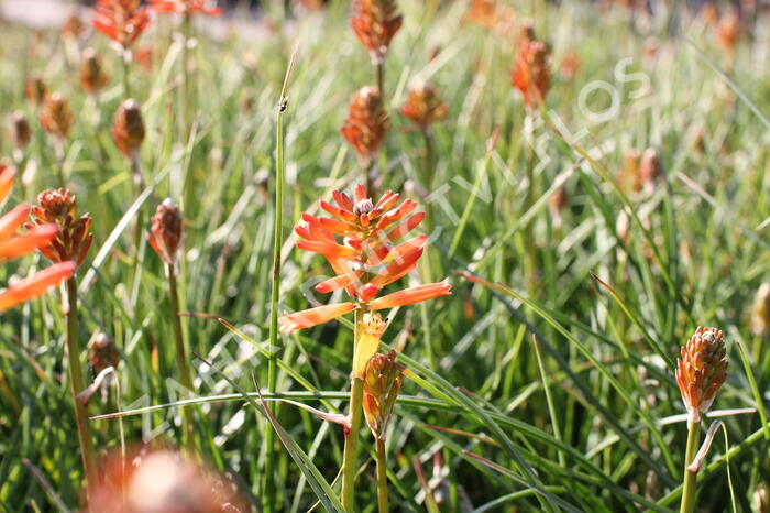Kleopatřina jehla 'Fire Glow' - Kniphofia uvaria 'Fire Glow'