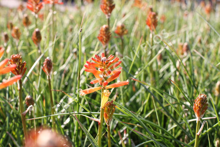 Kleopatřina jehla 'Fire Glow' - Kniphofia uvaria 'Fire Glow'