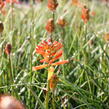 Kleopatřina jehla 'Fire Glow' - Kniphofia uvaria 'Fire Glow'