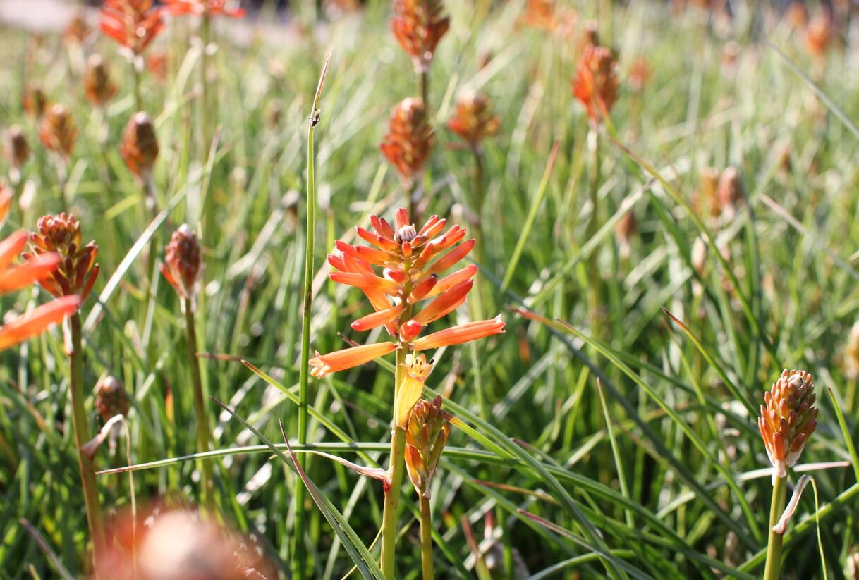 Kleopatřina jehla 'Fire Glow' - Kniphofia uvaria 'Fire Glow'