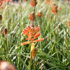 Kleopatřina jehla 'Fire Glow' - Kniphofia uvaria 'Fire Glow'