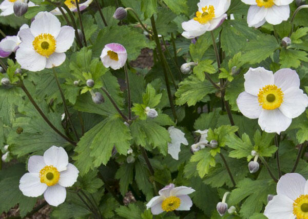 Sasanka 'Elfin Swan' - Anemone hybrida 'Elfin Swan'