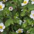 Sasanka 'Elfin Swan' - Anemone hybrida 'Elfin Swan'