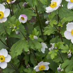 Sasanka 'Elfin Swan' - Anemone hybrida 'Elfin Swan'