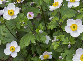 Sasanka 'Elfin Swan' - Anemone hybrida 'Elfin Swan'