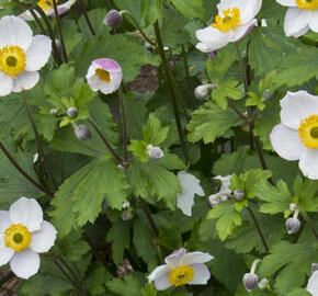 Sasanka 'Elfin Swan' - Anemone hybrida 'Elfin Swan'