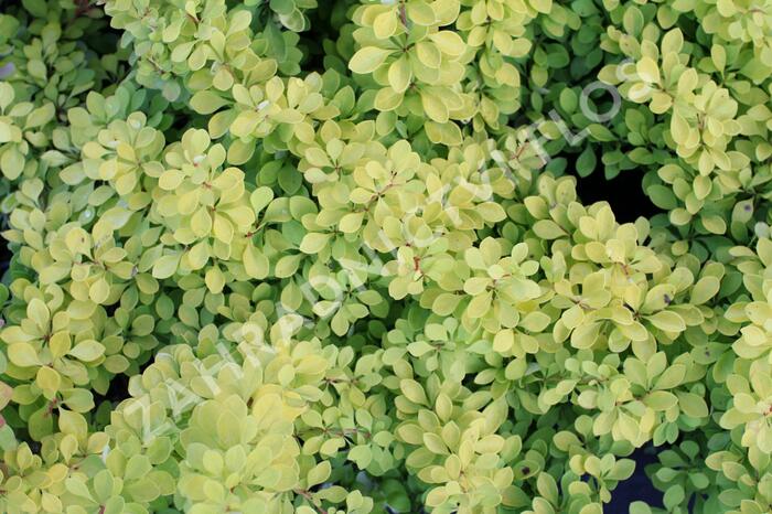 Dřišťál Thunbergův 'Golden Carpet' - Berberis thunbergii 'Golden Carpet'