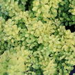 Dřišťál Thunbergův 'Golden Carpet' - Berberis thunbergii 'Golden Carpet'