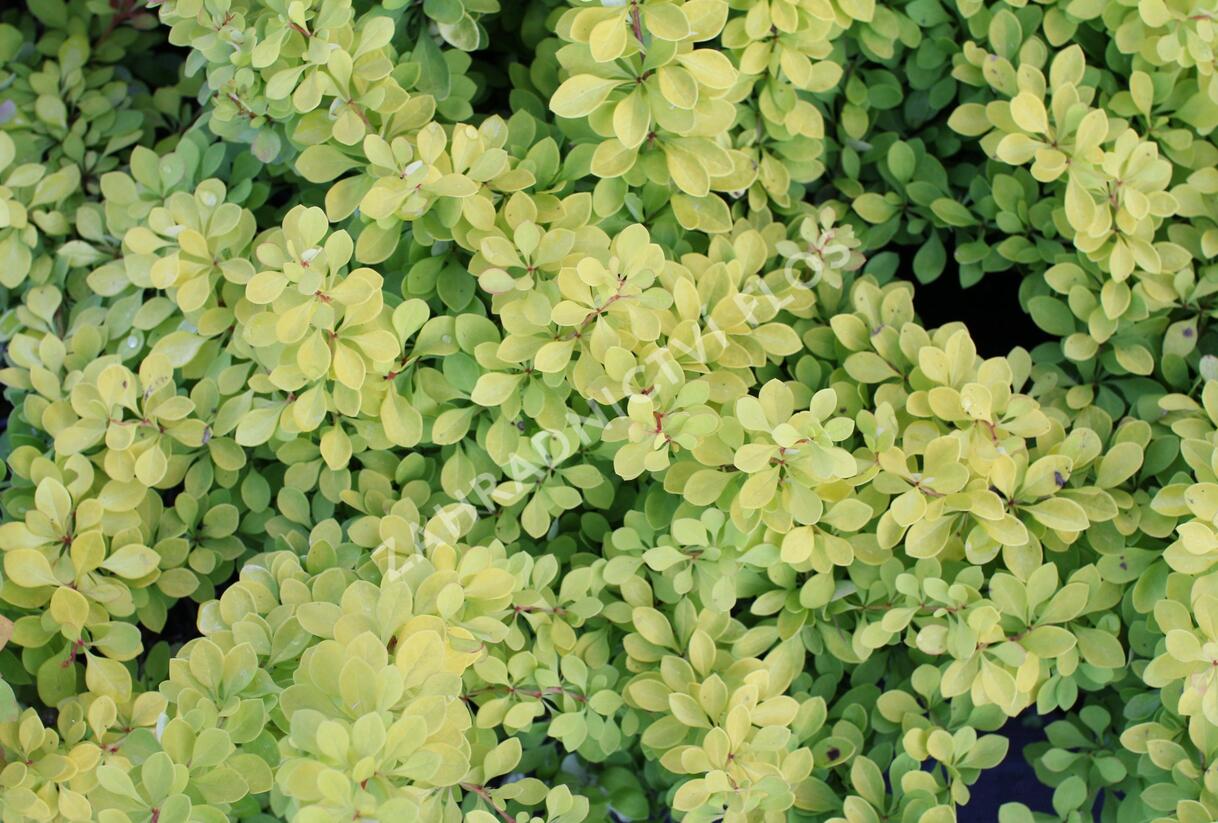 Dřišťál Thunbergův 'Golden Carpet' - Berberis thunbergii 'Golden Carpet'