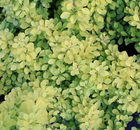 Dřišťál Thunbergův 'Golden Carpet' - Berberis thunbergii 'Golden Carpet'