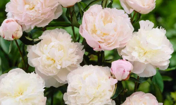 Pivoňka bělokvětá 'Shirley Temple' - Paeonia lactiflora 'Shirley Temple'