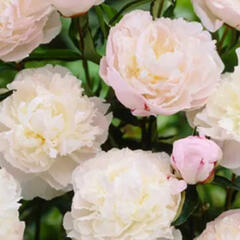 Pivoňka bělokvětá 'Shirley Temple' - Paeonia lactiflora 'Shirley Temple'