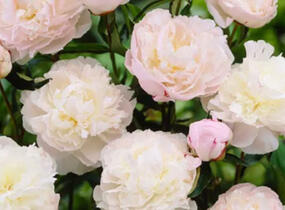 Pivoňka bělokvětá 'Shirley Temple' - Paeonia lactiflora 'Shirley Temple'