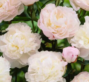 Pivoňka bělokvětá 'Shirley Temple' - Paeonia lactiflora 'Shirley Temple'