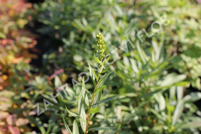 Zlatobýl 'Solar Cascade' - Solidago shortii 'Solar Cascade'