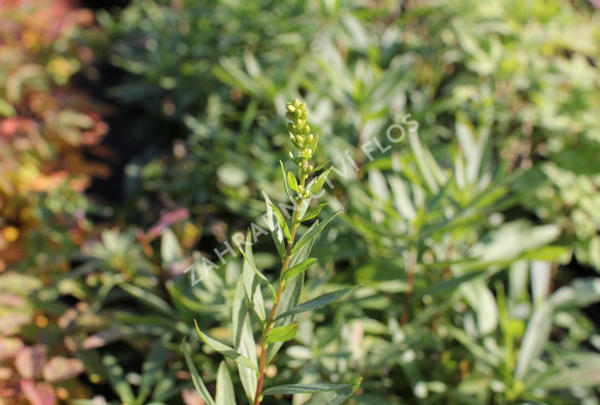 Zlatobýl 'Solar Cascade' - Solidago shortii 'Solar Cascade'