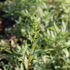 Zlatobýl 'Solar Cascade' - Solidago shortii 'Solar Cascade'