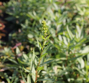 Zlatobýl 'Solar Cascade' - Solidago shortii 'Solar Cascade'