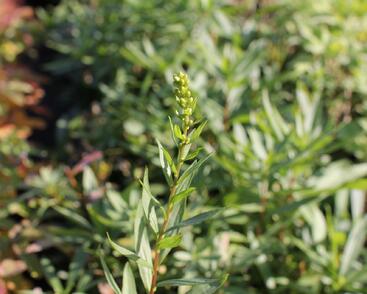 Zlatobýl 'Solar Cascade'