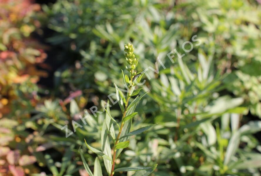 Zlatobýl 'Solar Cascade' - Solidago shortii 'Solar Cascade'