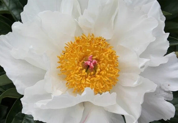 Pivoňka bělokvětá 'Krinkled White' - Paeonia lactiflora 'Krinkled White'