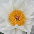 Pivoňka bělokvětá 'Krinkled White' - Paeonia lactiflora 'Krinkled White'