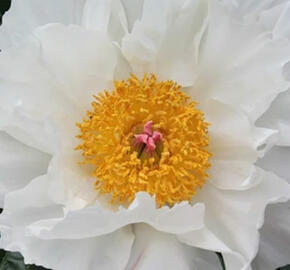 Pivoňka bělokvětá 'Krinkled White' - Paeonia lactiflora 'Krinkled White'