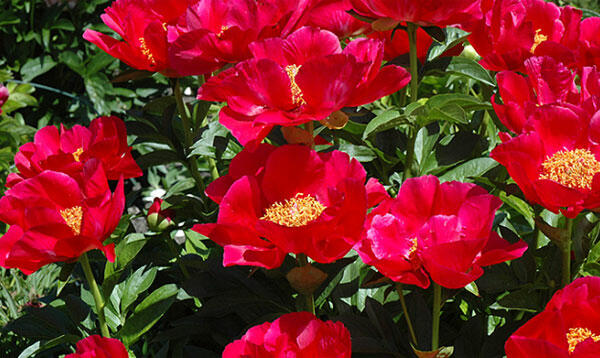 Pivoňka 'Blaze' - Paeonia hybrid 'Blaze'