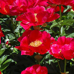 Pivoňka 'Blaze' - Paeonia hybrid 'Blaze'