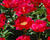 Pivoňka 'Blaze'