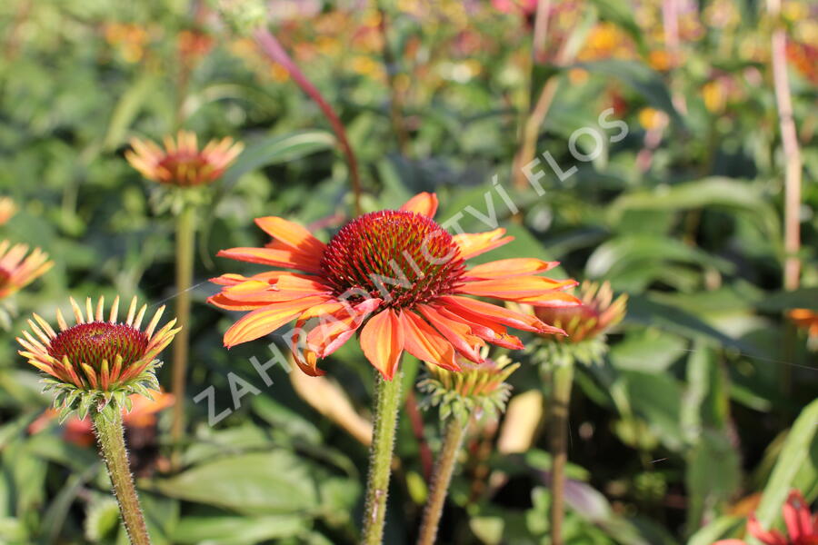 Třapatkovka nachová 'Prima Ginger' - Echinacea purpurea 'Prima Ginger'