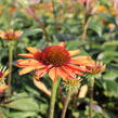 Třapatkovka nachová 'Prima Ginger' - Echinacea purpurea 'Prima Ginger'