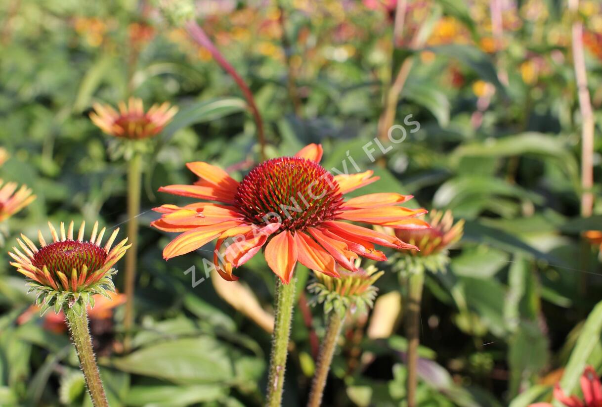 Třapatkovka nachová 'Prima Ginger' - Echinacea purpurea 'Prima Ginger'
