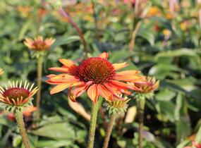 Třapatkovka nachová 'Prima Ginger' - Echinacea purpurea 'Prima Ginger'