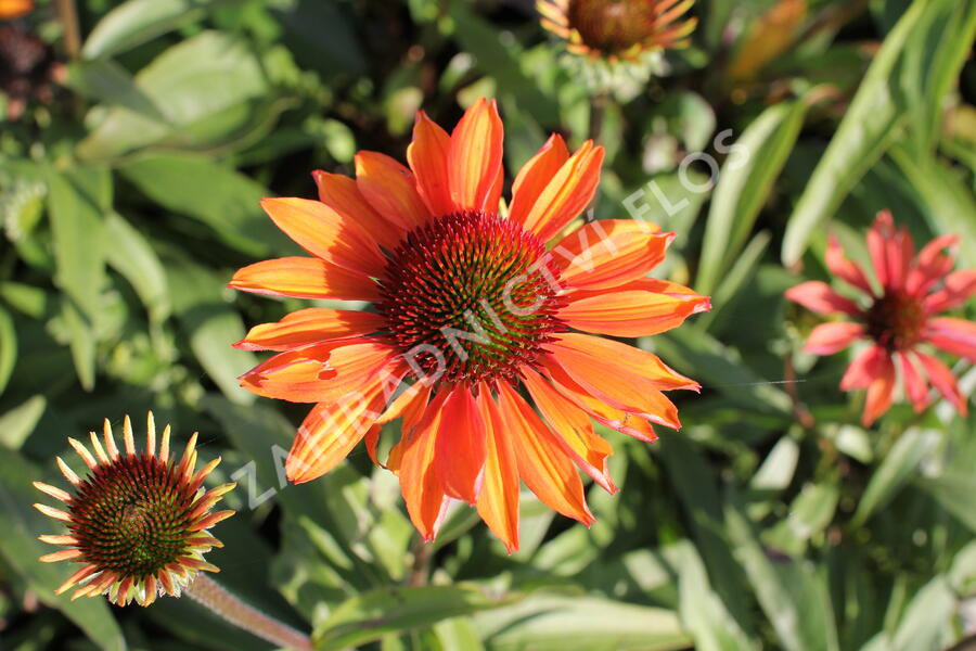 Třapatkovka nachová 'Prima Ginger' - Echinacea purpurea 'Prima Ginger'