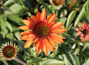 Třapatkovka nachová 'Prima Ginger' - Echinacea purpurea 'Prima Ginger'