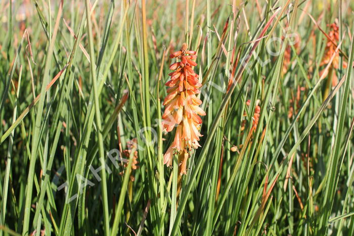 Kleopatřina jehla 'Creamsicle' - Kniphofia uvaria 'Creamsicle'