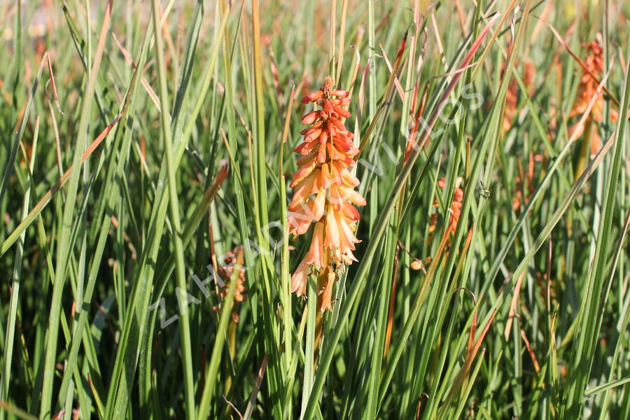 Kleopatřina jehla 'Creamsicle' - Kniphofia uvaria 'Creamsicle'