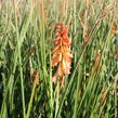 Kleopatřina jehla 'Creamsicle' - Kniphofia uvaria 'Creamsicle'